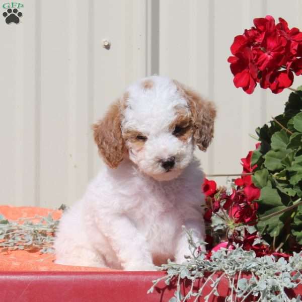 Monkey, Toy Poodle Puppy